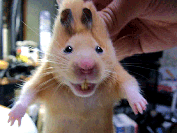 image001.gif